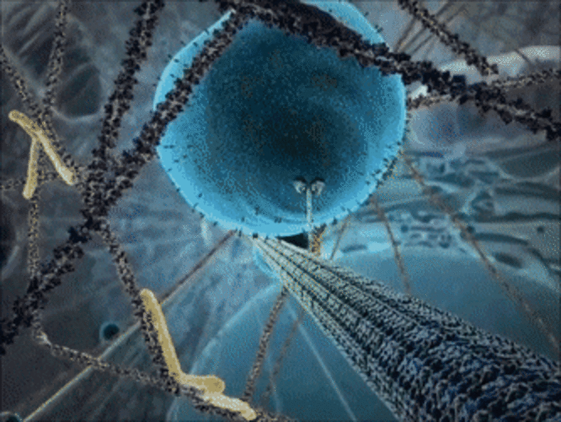 Animation of the kinesin motor protein walking across an actin microtubule whilst carrying a vesicle