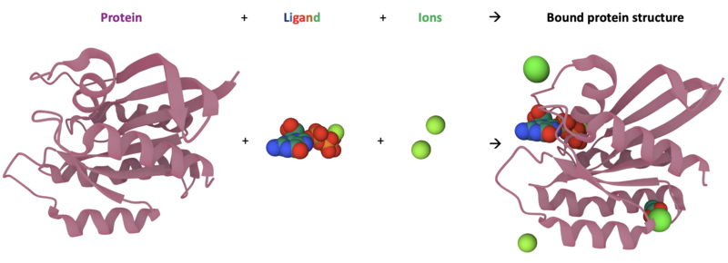 The "HRas GTPase" protein shown as a native structure and as a fully-bound structure with ligands and ions bound