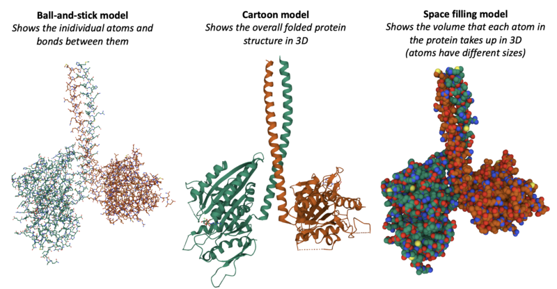 Different ways of displaying the 3D shape of the kinesin motor protein