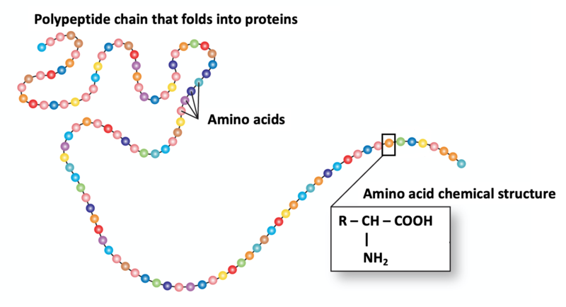 simplified polypetide chain with amino acids represented as coloured spheres along with the general formula of an amino acid.