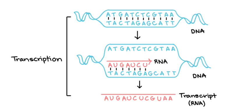 Transcription summary by Khan Academy. Going from DNA to RNA.