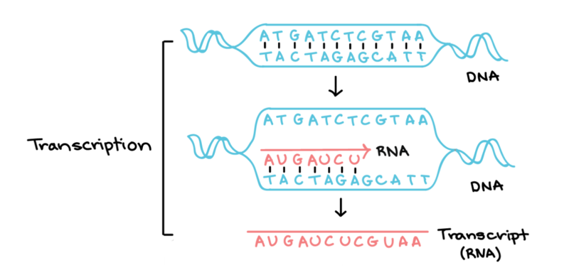 Transcription khanacademy Transcription summary by Khan Academy. Going from DNA to RNA.