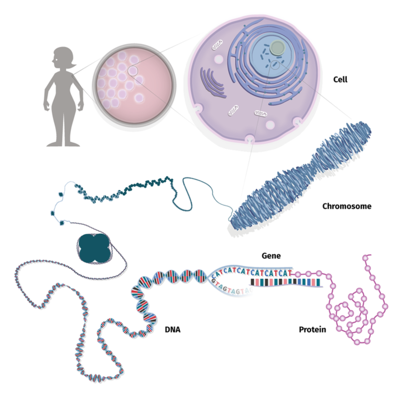 Almost all of the body's trillions of cells contains a complete copy of a person's DNA information, packaged within thread-like structures called chromosomes. Within a chromosome, DNA is wound tightly around proteins called histones.