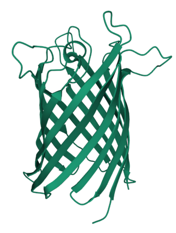 3D representation of the barrel-shaped ion channel protein - searchable on the PDB database using ID "21ww"