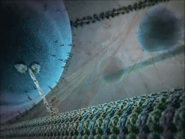Animation of a motor protein walking along an actin microtubule, whilst carrying a vesicle